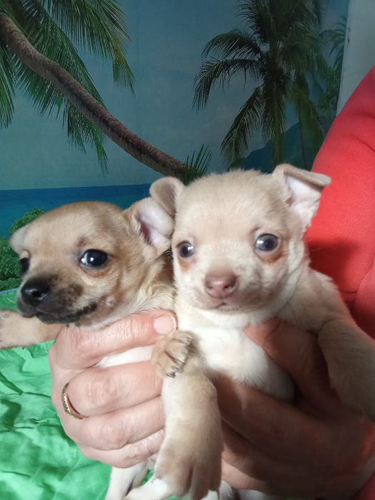 Гарненькі дівчатка