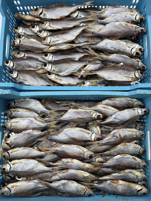 Вялена та ХК риба ОПТОМ | стабільні обʼєми | доставка