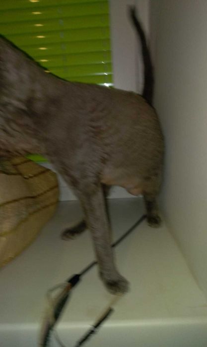 Вязка девон рекс ( кошечка)