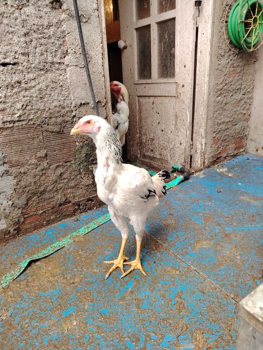 Galinhas Índio Gigante