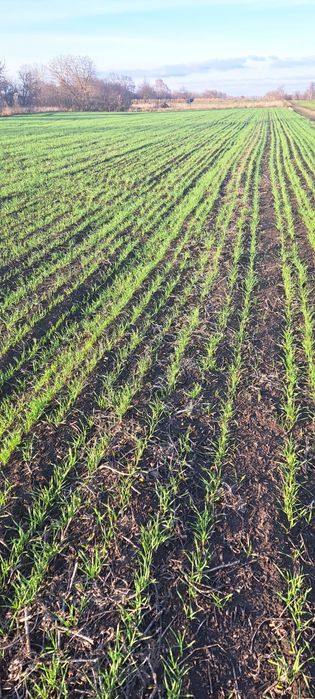 Візьму землю в оренду на вигідних умовах