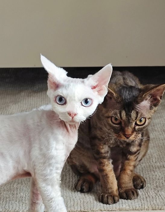 Devon Rex  bebê branco