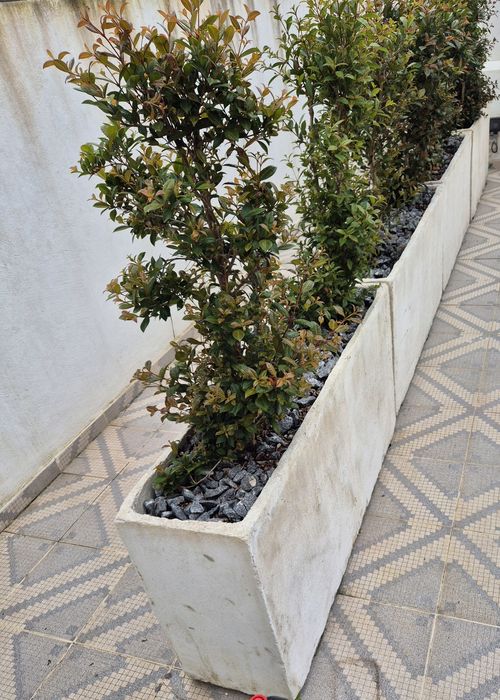 4 Floreiras em betao armado e plantas eugenias