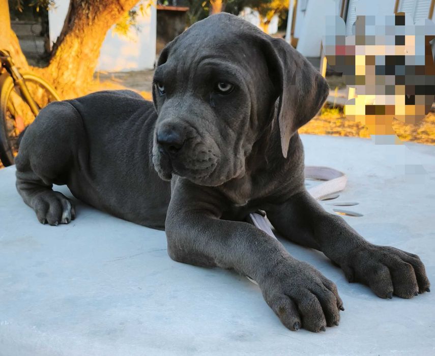 Cane Corso Italiano com LOP
