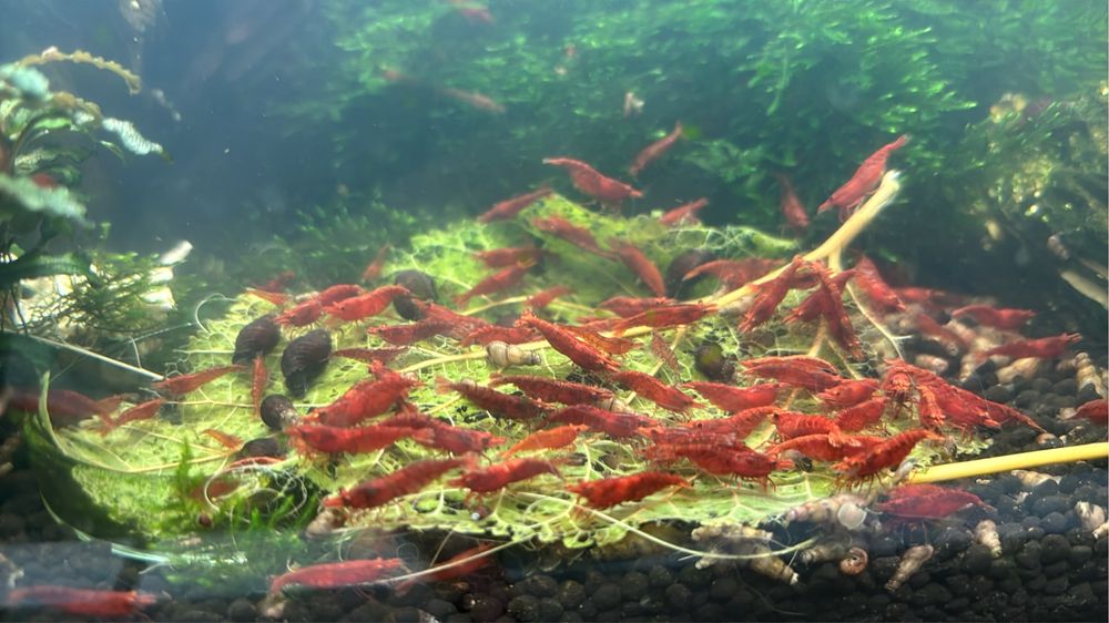 Camarões Neocaridinas - Envio