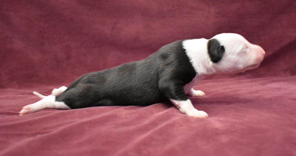 Chart angielski whippet suczka ZKwP FCI