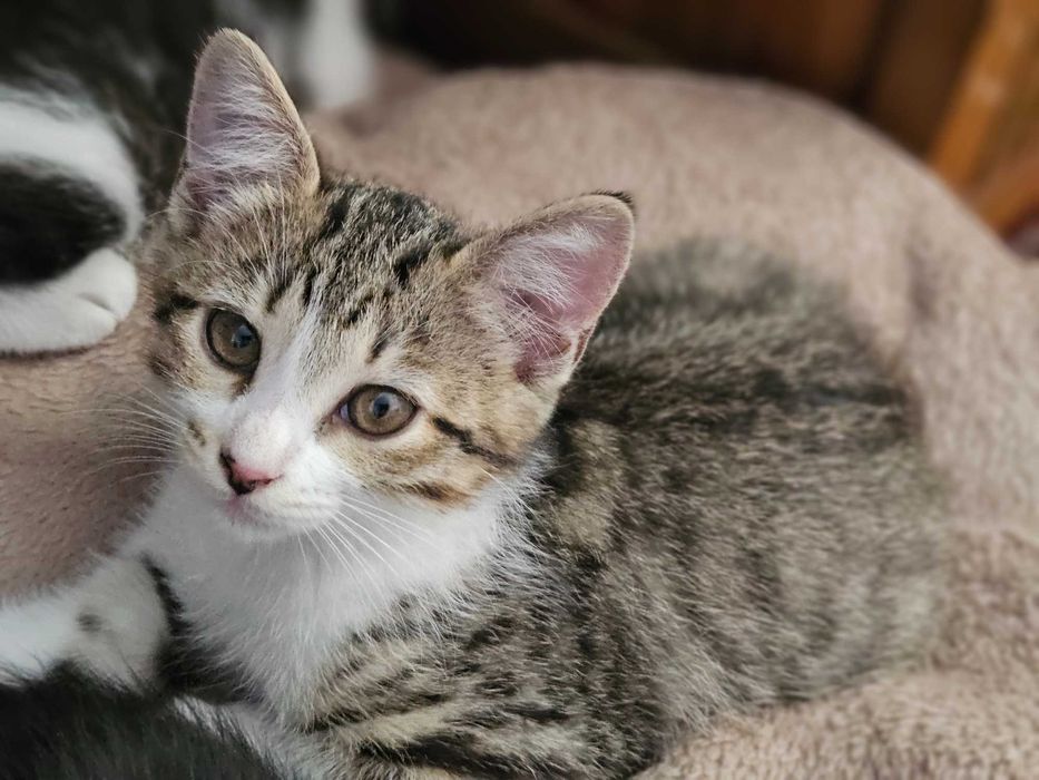 Gatinhos para adoção responsável