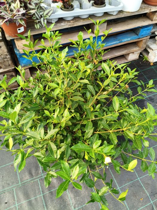 Gardenia Jasminoides - planta em vaso