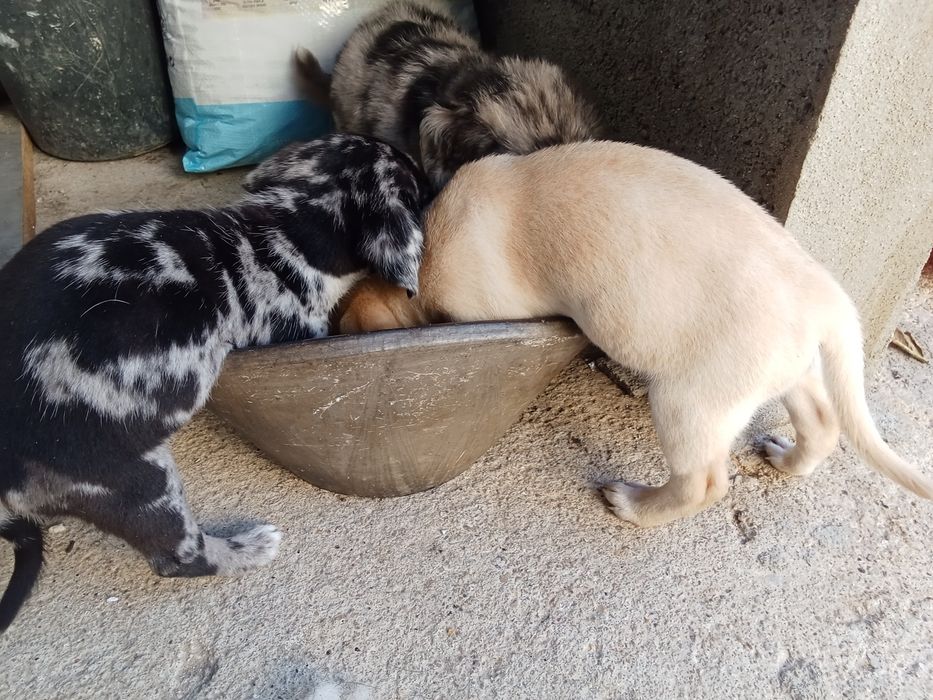 Animais para doação
