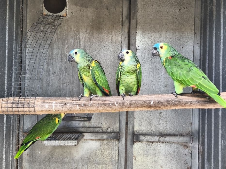 Casal amazonas aestivas criados pelos pais.