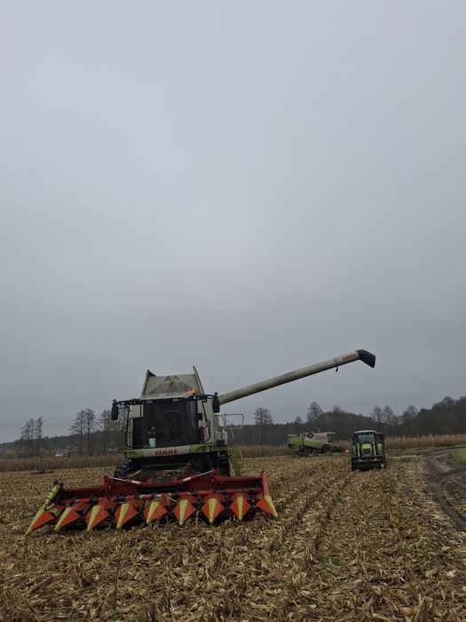 Przystawka do kukurydzy Olimac Drago 8 rzedów claas capello dominoni conspeed
