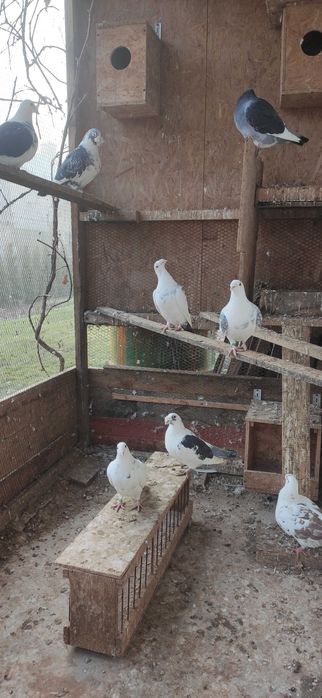 Gołębie Staropolskie