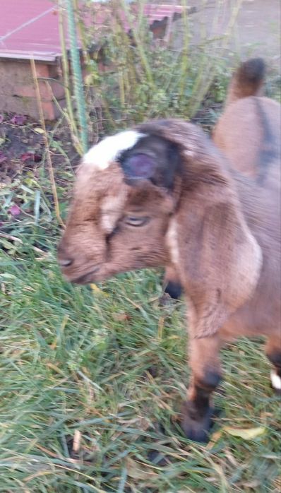 Коза порода англонубійська нубієчка козенята