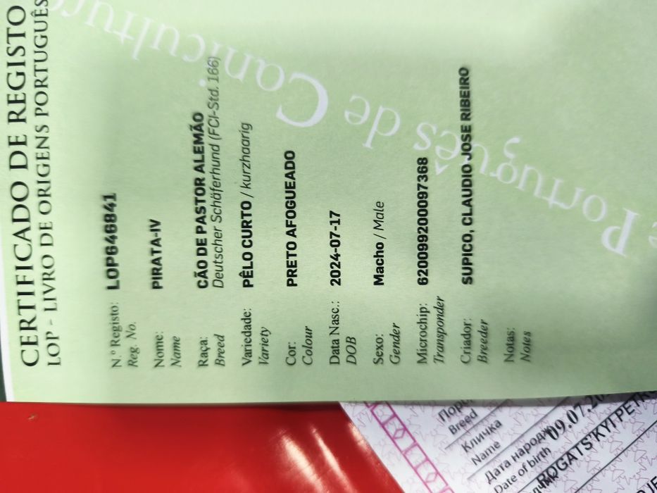 Pastor Alemão qualidade superior