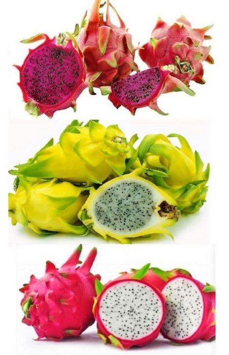 Promoção, Pitayas enraizadas disponíveis