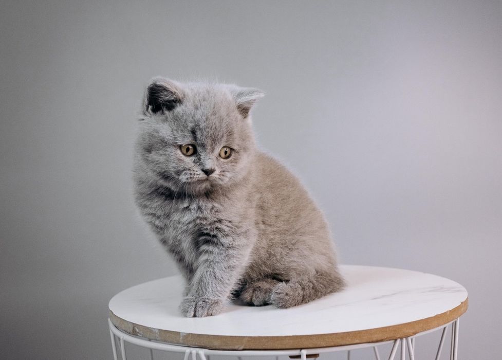 Шотландське кошеня.