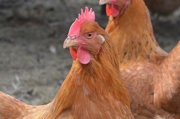 Kury nioski  Leghorn już niosą jajka Oksa okolice dowóz