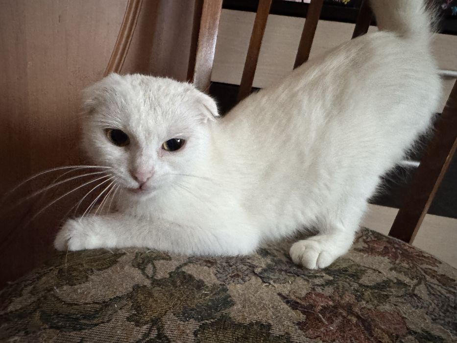 Кішка вислоухая біла