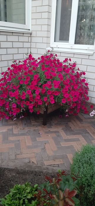 Петунія Тайдал Tidal