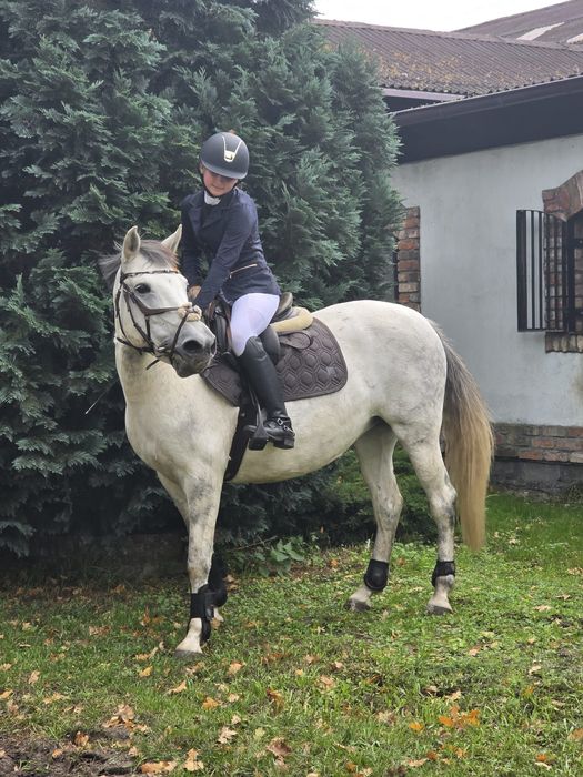 Super grzeczna i bezpieczna klacz dla dziecka!