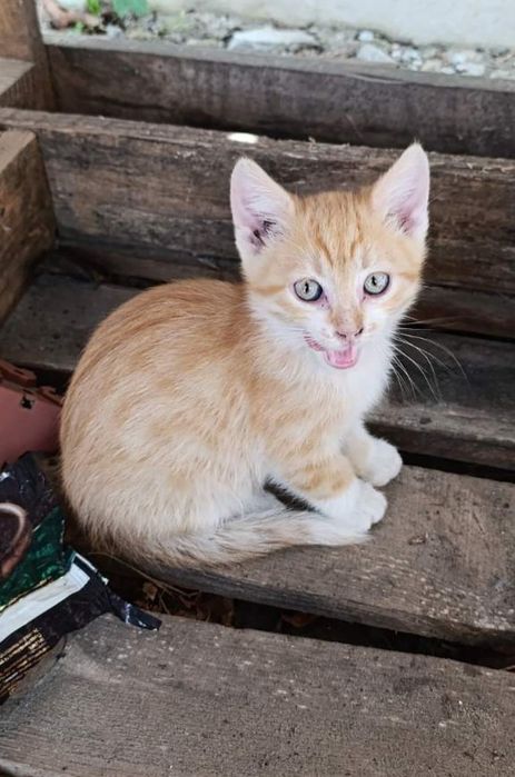 Отдам рыжего котенка, мальчик, 2 месяца