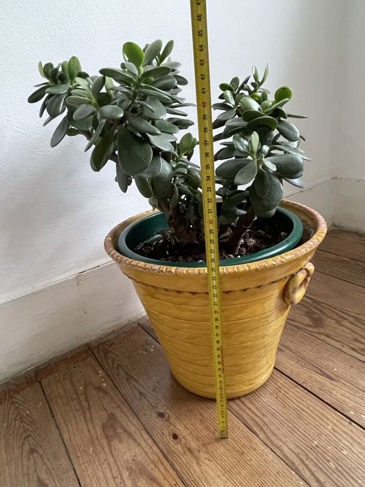 Planta natural com vaso