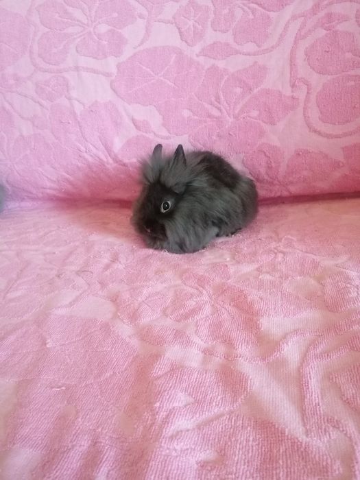 Króliczek karzełek Lewek, Teddy