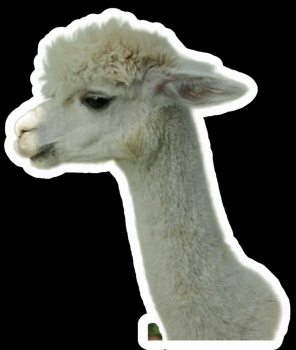 Cudowne samice Alpak na sprzedaż