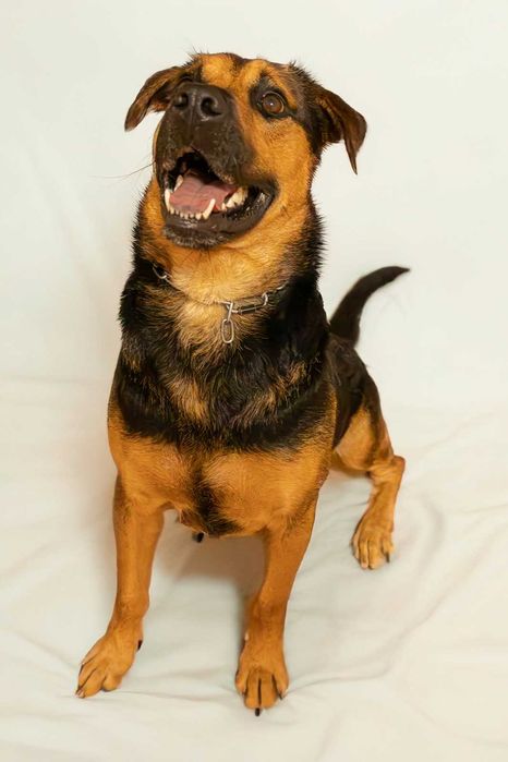 Adoção responsável cão macho - porte medio grande - Cerca de 3 anos