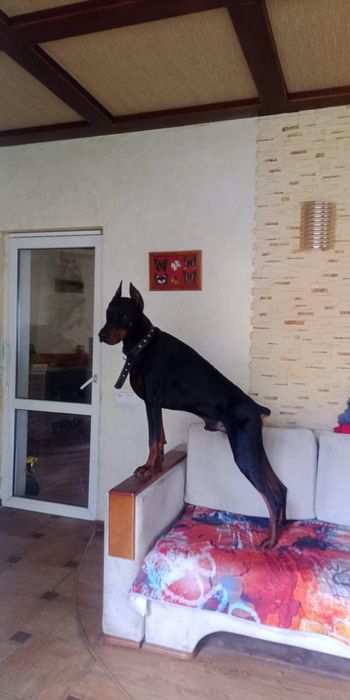 Доберман шукає дівчинку