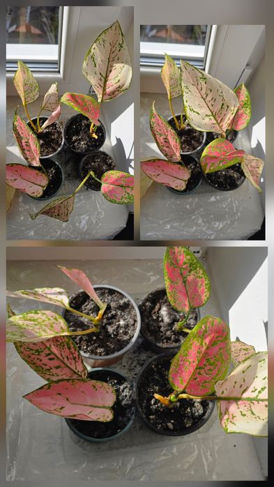 В продажі аглонеми