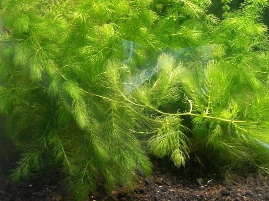 Planta Foxtail aquario
