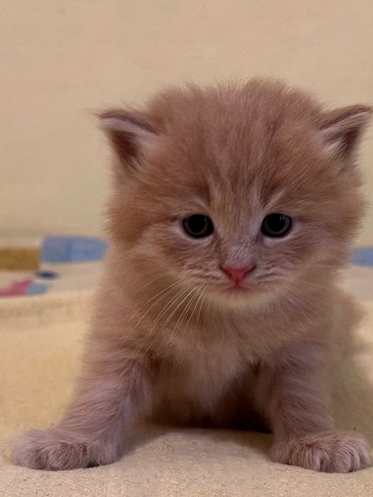віддам в добрі руки кошеня