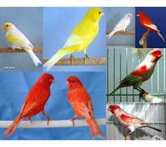 Vendo canários bronze