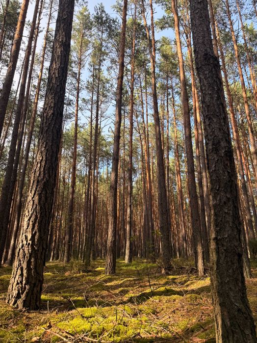 Trzy działki leśne - łącznie 6,60 ha - gmina Mielnik