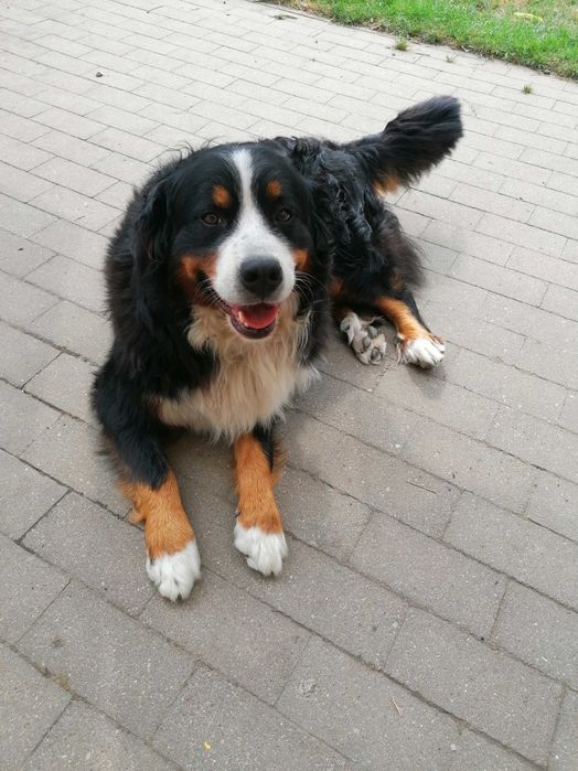 Berneński pies pasterski - suczka FCI