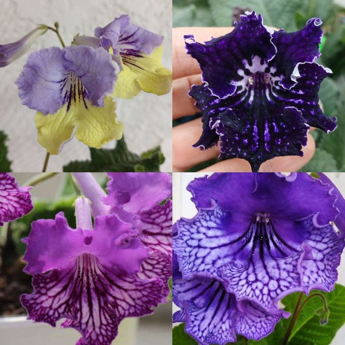 Стрептокарпуси стартери