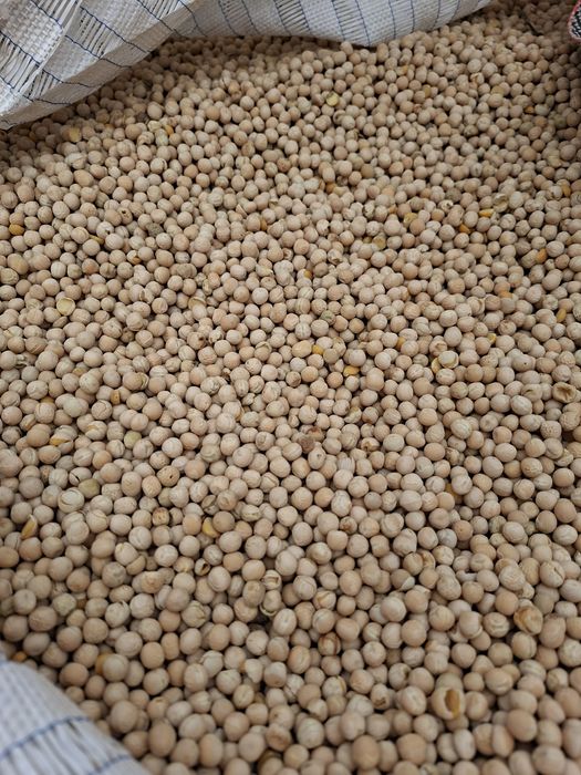 Groch batuta i grot  tegoroczny