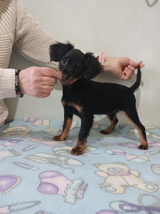 Цена снижена 2 девочкт