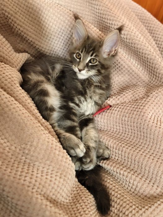 Kotka Maine Coon kociak