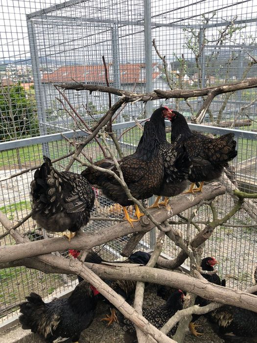 Galinhas/galos da raça Barnevelder