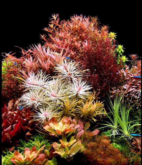 MasterLine Nitrate 500ml. (nawóz azotowy)