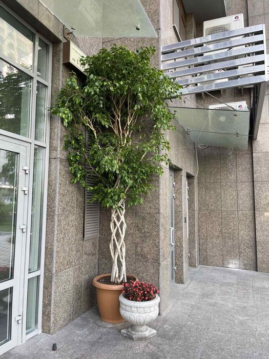 Фікус Бенджаміна (2)