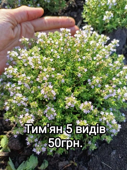 Тим'ян 4 вида. Чабер. Пряні трави. Саджвнці