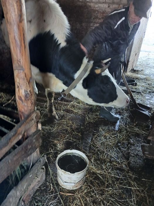 Продам корову  молоду