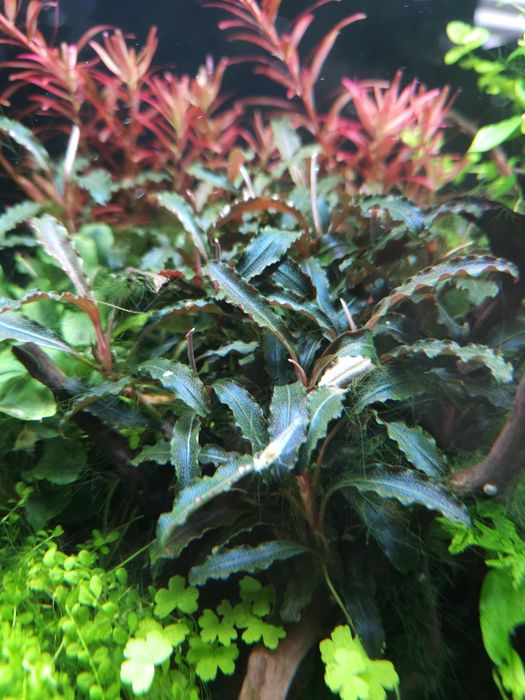 Bucephalandra wavy green