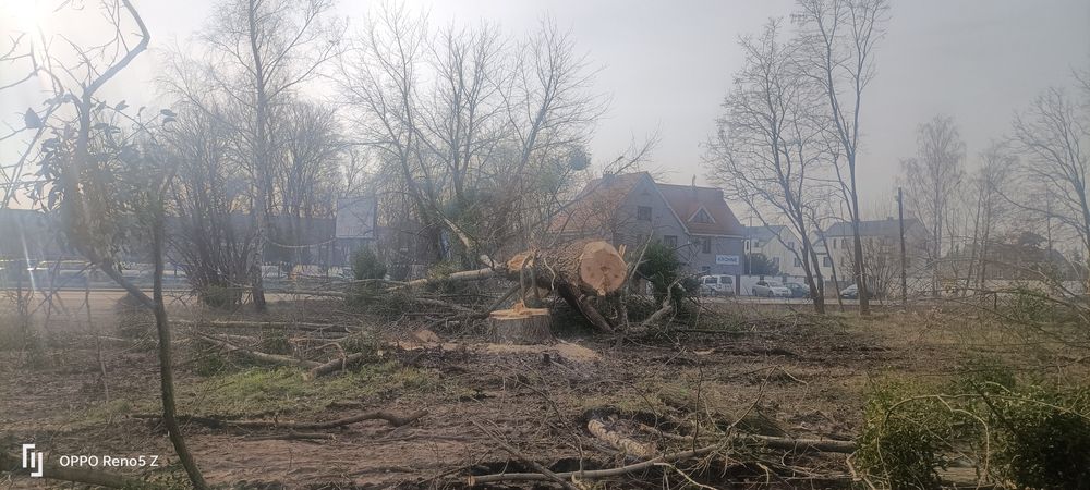 Inwentaryzacja zieleni Zezwolenia Ornitolog Wycinka drzew Nasadzenia