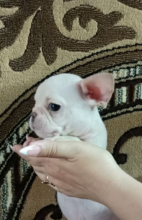 Французское чудо