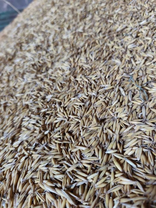 Sprzedam pszenżyto i owies