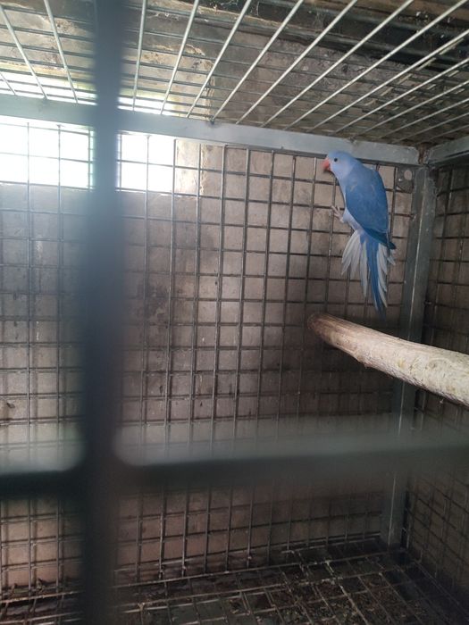 Ring necks  Violetas CC 2024.....